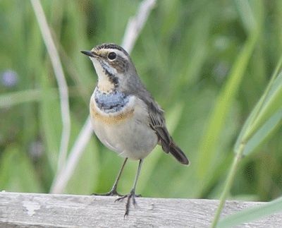 f:id:m-urabe:20130817105750j:image