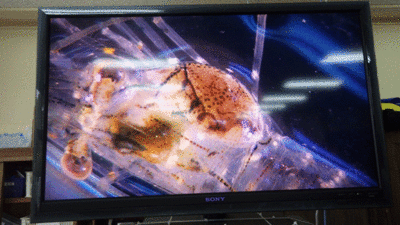 f:id:m-urabe:20130828202905g:image