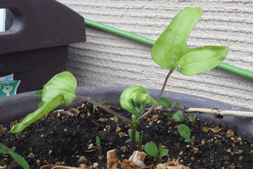 f:id:m-urabe:20150612190632g:image