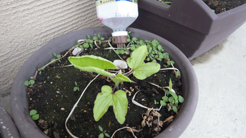 f:id:m-urabe:20150612190633g:image