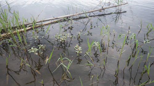 f:id:m-urabe:20150721185047g:image