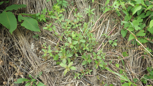 f:id:m-urabe:20150721185048g:image