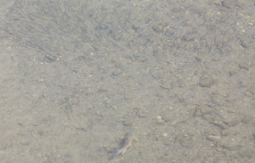 f:id:m-urabe:20150721185050g:image