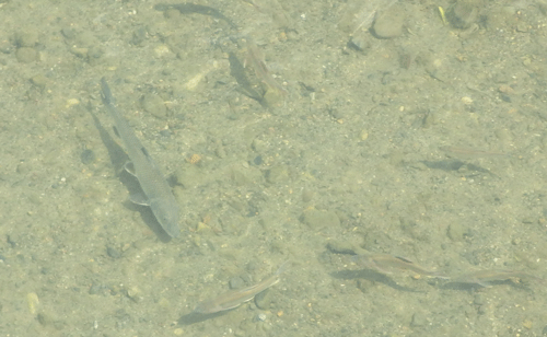 f:id:m-urabe:20150721185051g:image