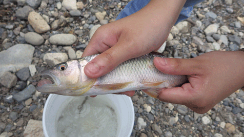 f:id:m-urabe:20150721185053g:image