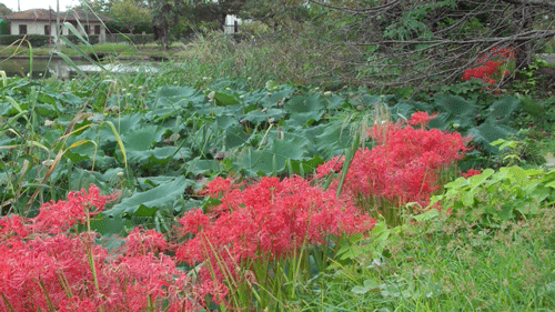 f:id:m-urabe:20160929213111g:image