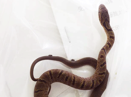 f:id:m-urabe:20170822190754g:image