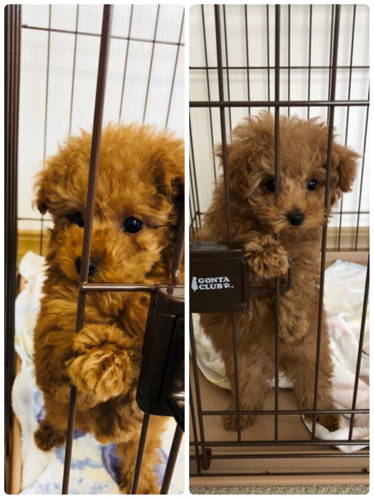 f:id:m-yuki1212:20180421100556j:image f:id:m-yuki1212:20180421100556j:image