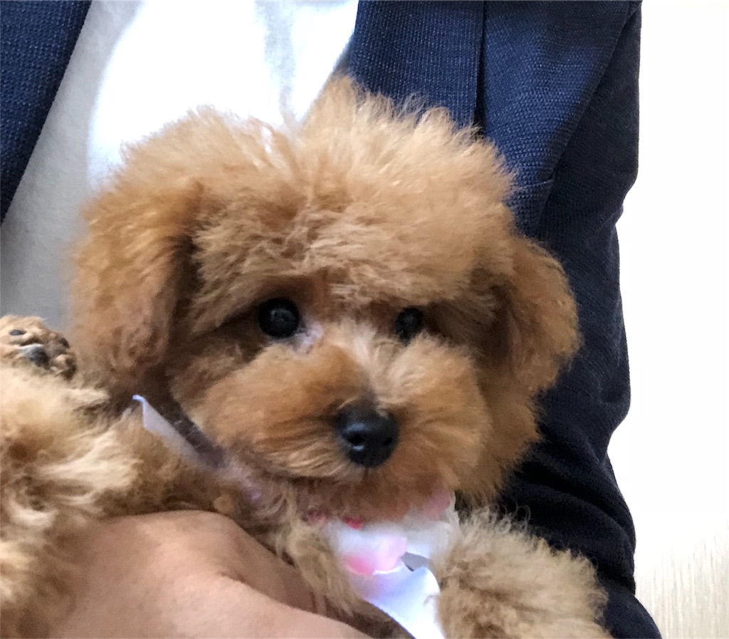 f:id:m-yuki1212:20180501174522j:image f:id:m-yuki1212:20180501174522j:image