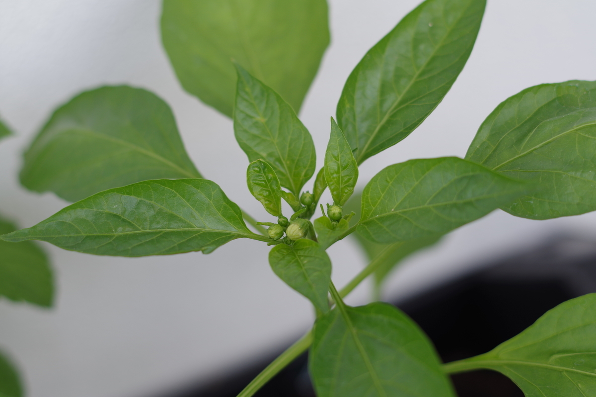 f:id:m-zirou:20200601114012j:plain