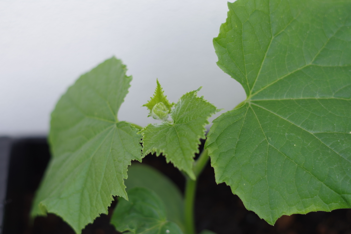 f:id:m-zirou:20200601114020j:plain