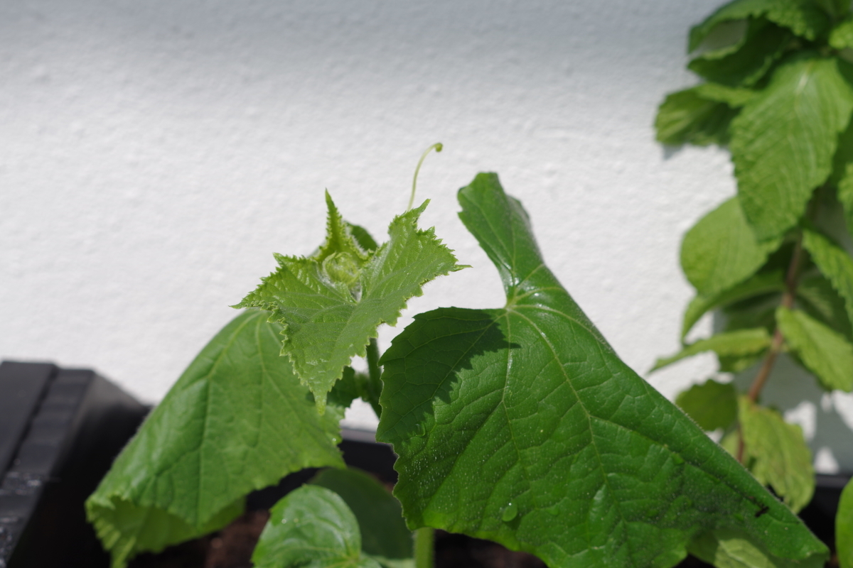 f:id:m-zirou:20200601114414j:plain