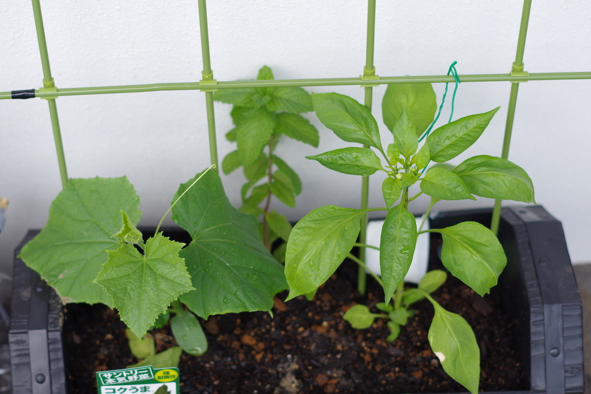 f:id:m-zirou:20200601114657j:plain