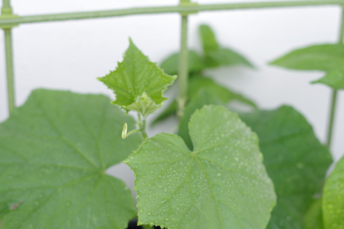 f:id:m-zirou:20200601115137j:plain