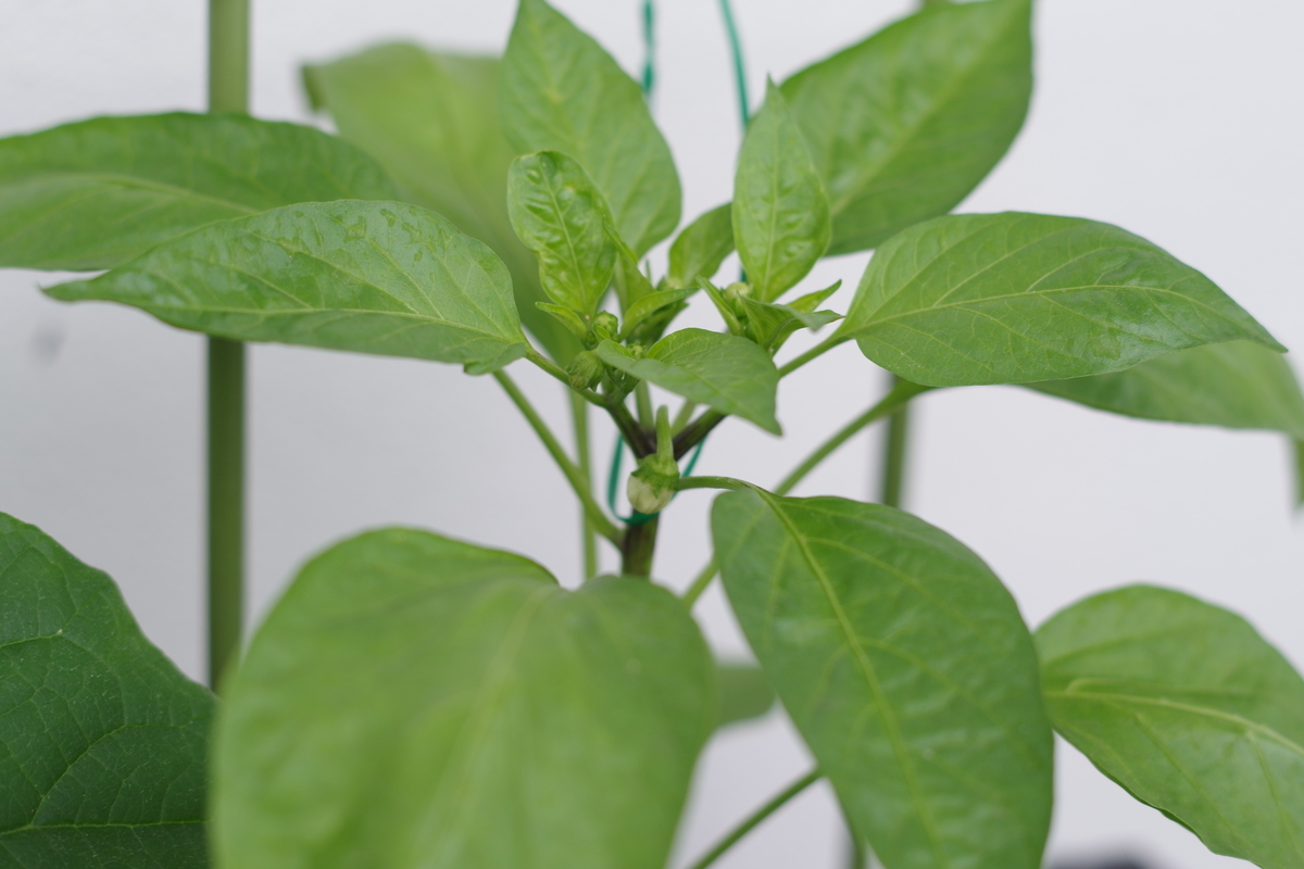 f:id:m-zirou:20200601115142j:plain