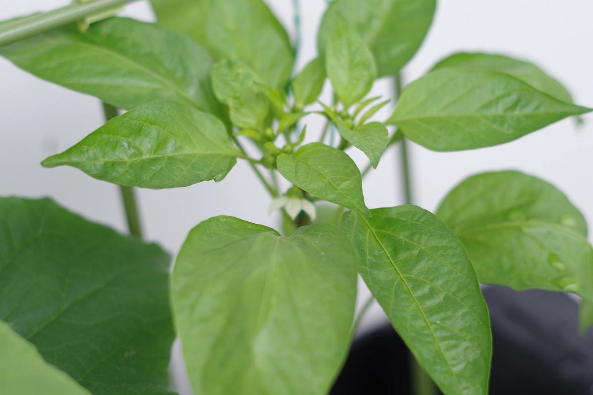 f:id:m-zirou:20200601115628j:plain