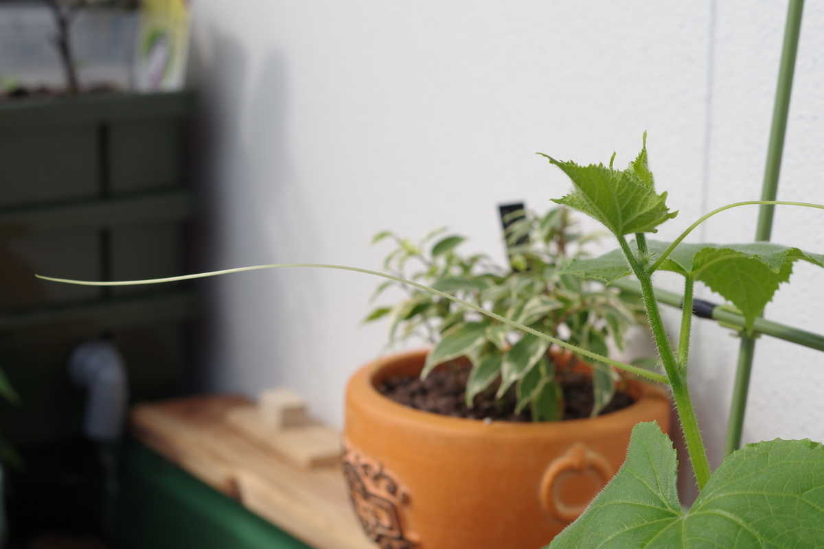 f:id:m-zirou:20200601120058j:plain