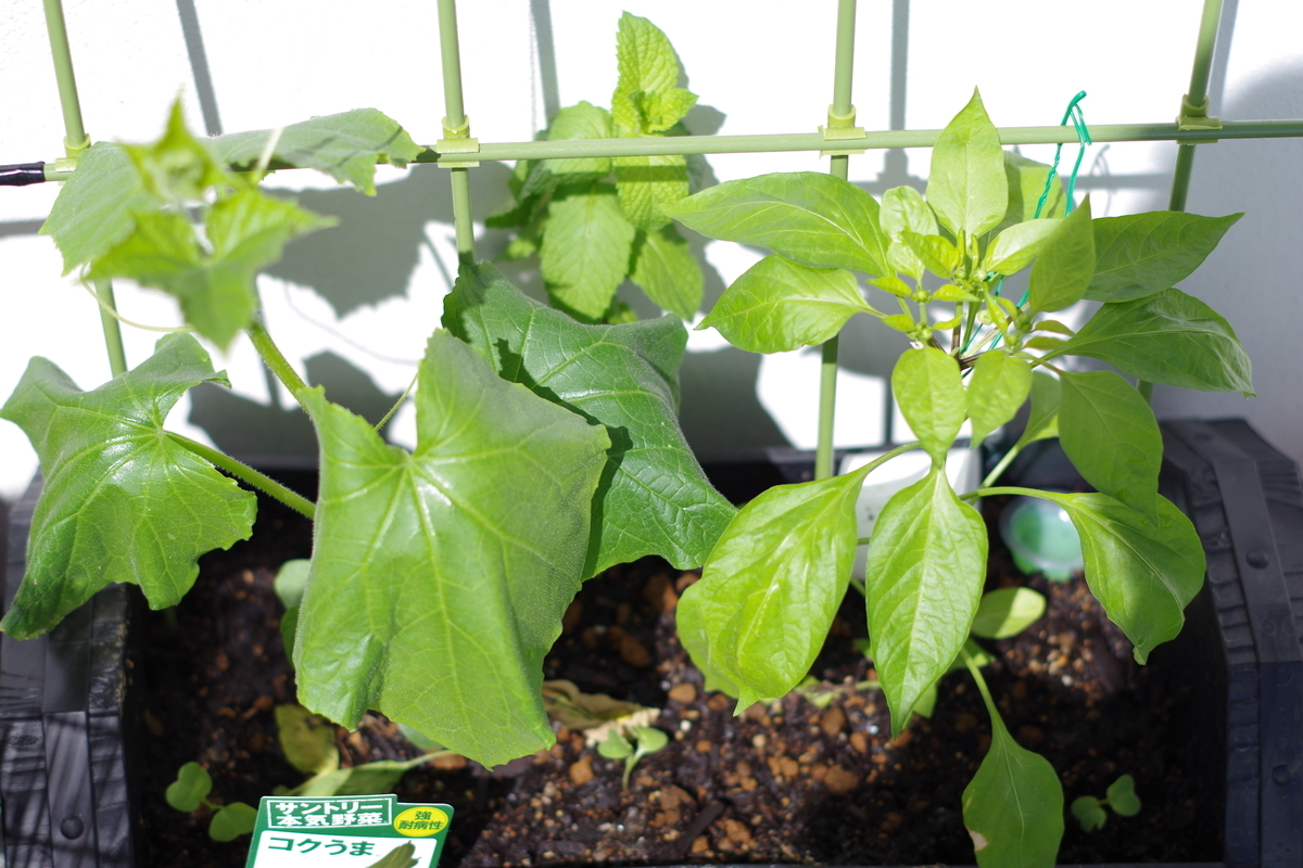 f:id:m-zirou:20200601121618j:plain