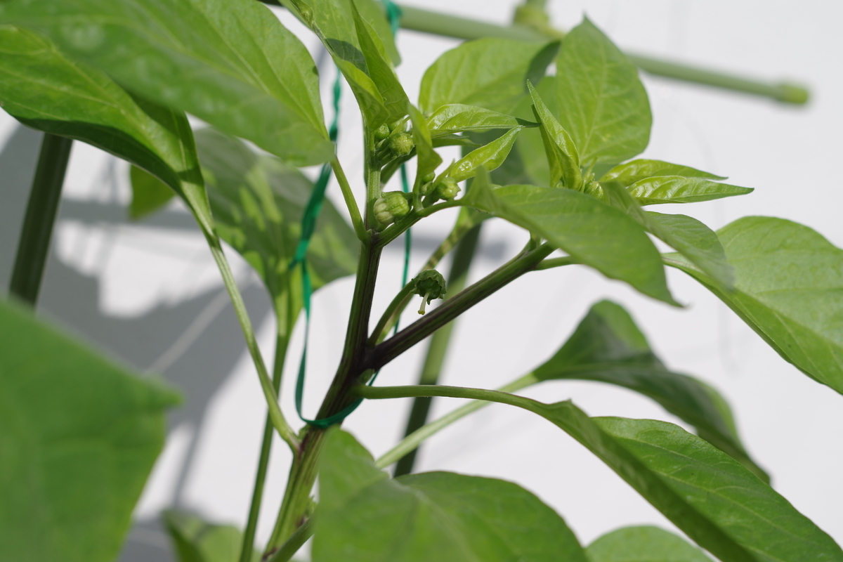 f:id:m-zirou:20200601133036j:plain