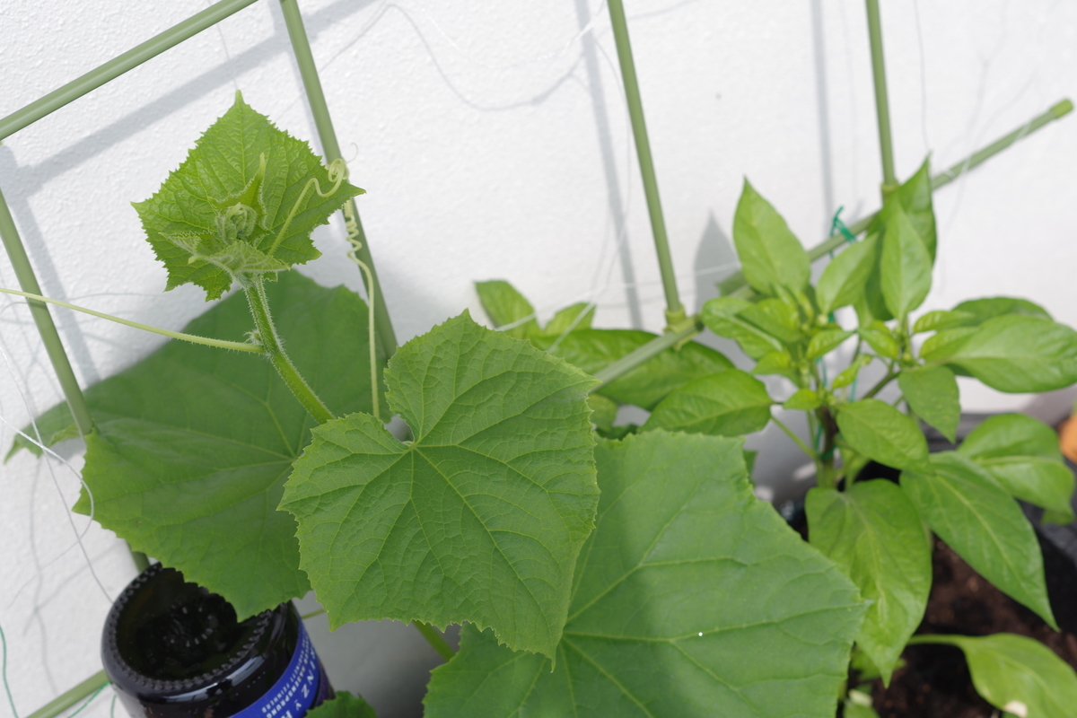 f:id:m-zirou:20200601133606j:plain