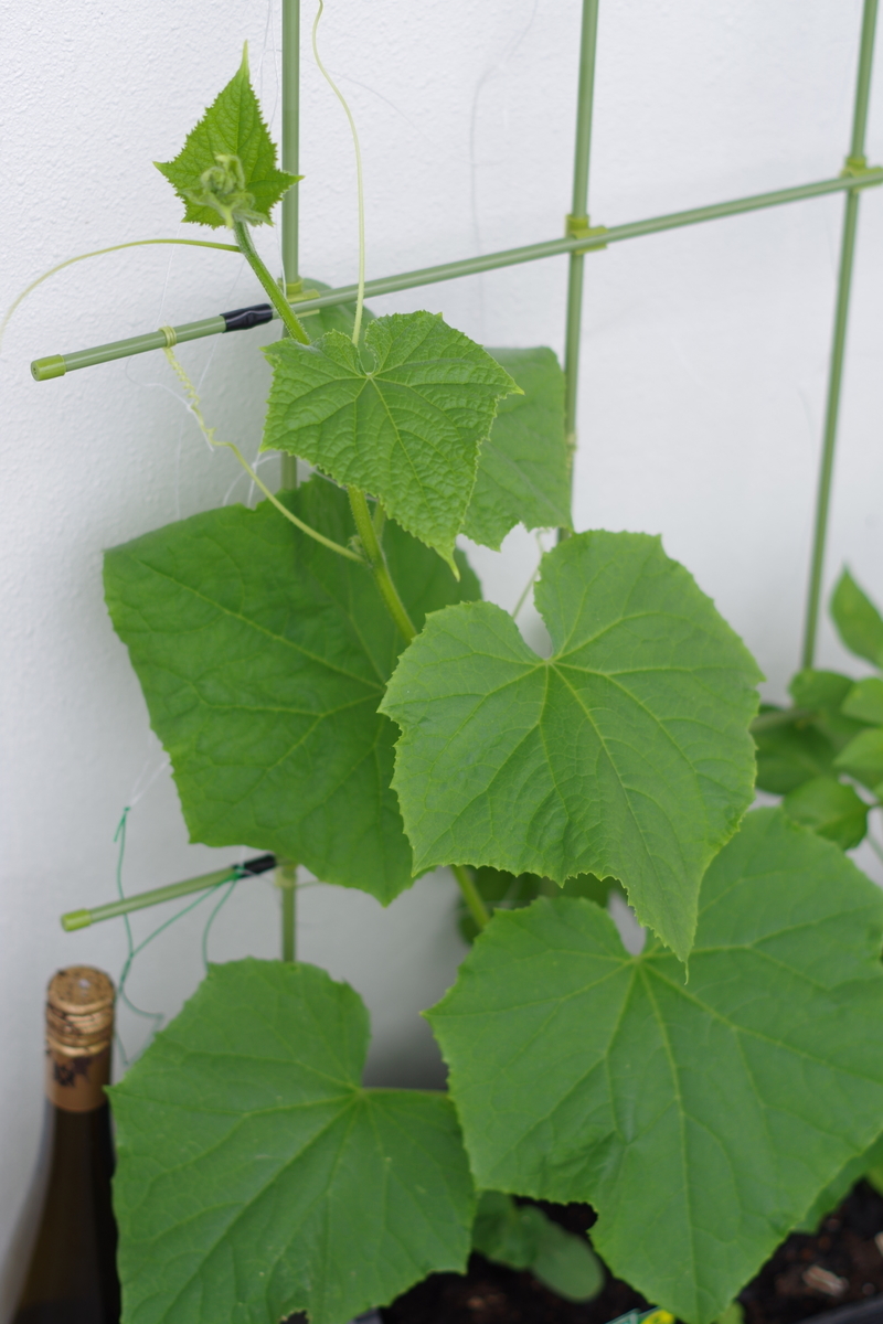 f:id:m-zirou:20200601134420j:plain