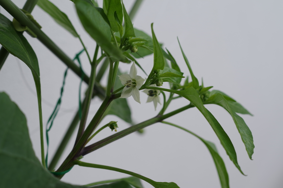 f:id:m-zirou:20200601134436j:plain