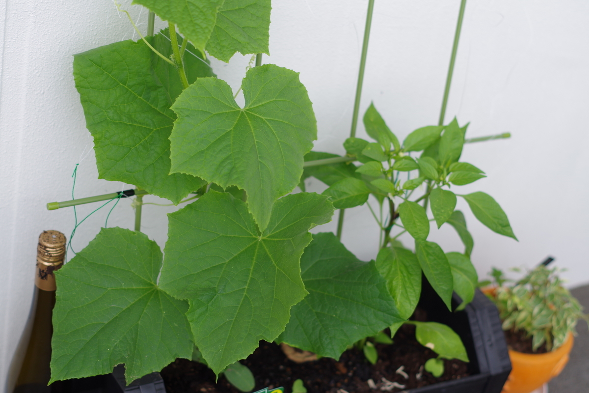 f:id:m-zirou:20200601135527j:plain