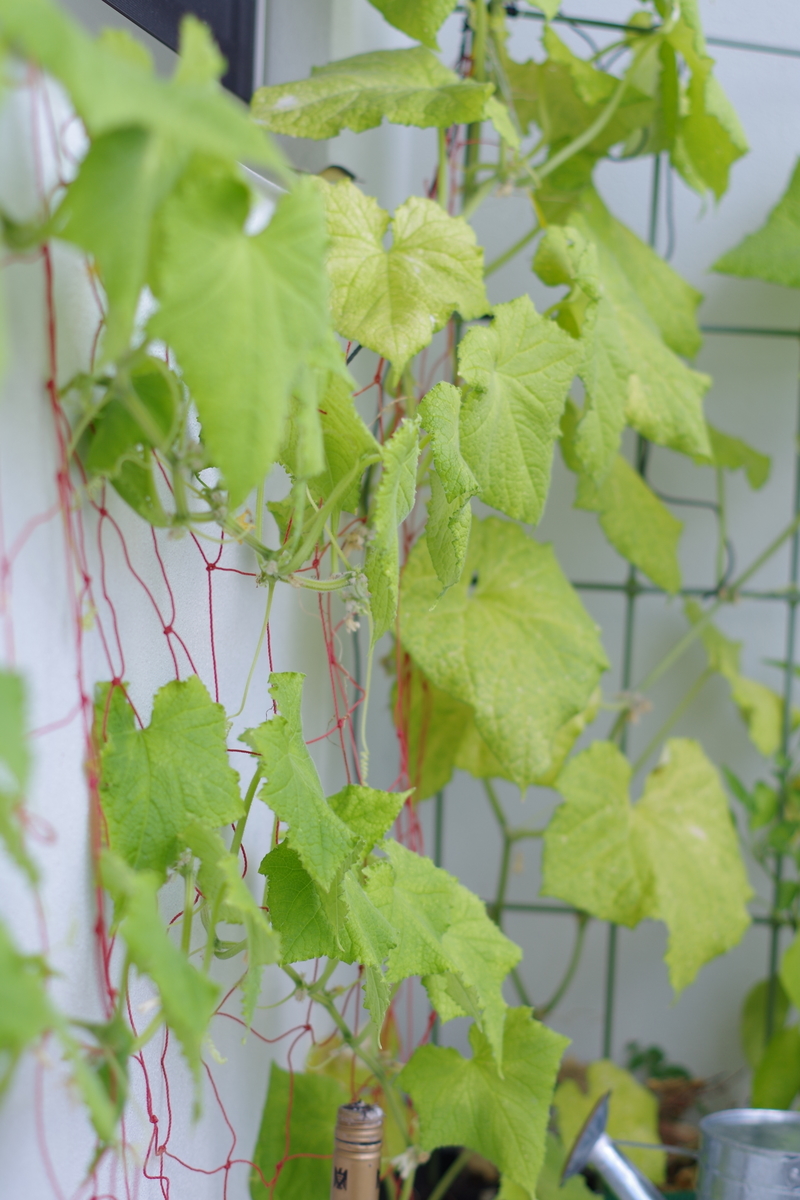 f:id:m-zirou:20200806101923j:plain