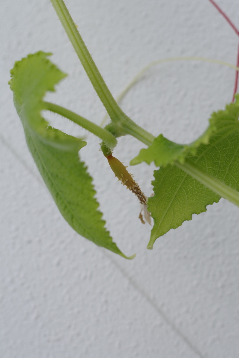 f:id:m-zirou:20200806102030j:plain