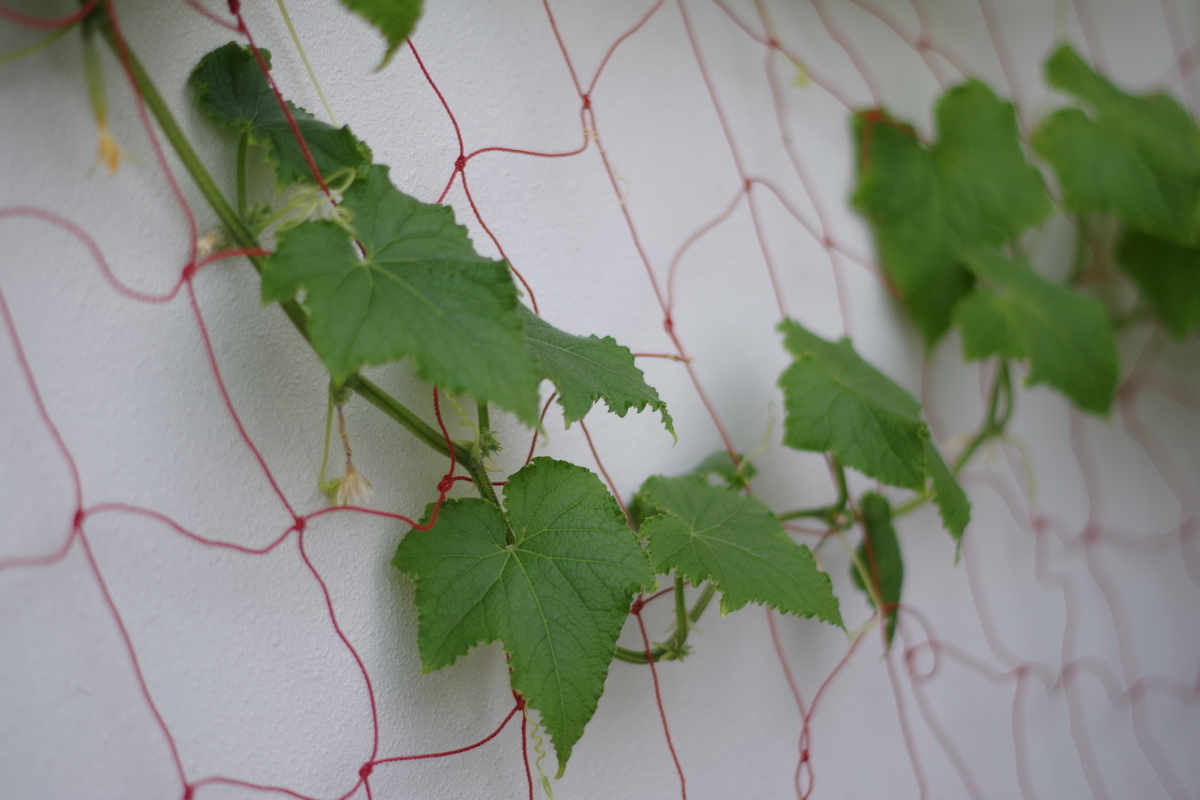 f:id:m-zirou:20200816102539j:plain