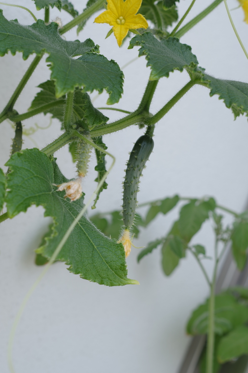 f:id:m-zirou:20200816102701j:plain