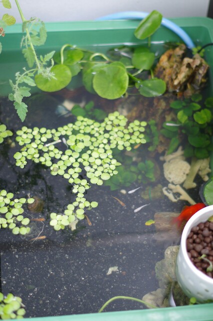 f:id:m-zirou:20200910191328j:plain