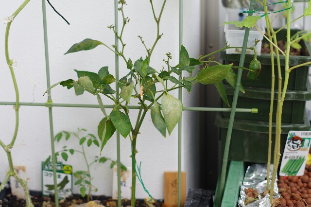 f:id:m-zirou:20200910191410j:image