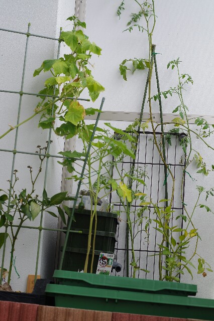 f:id:m-zirou:20200910191435j:image