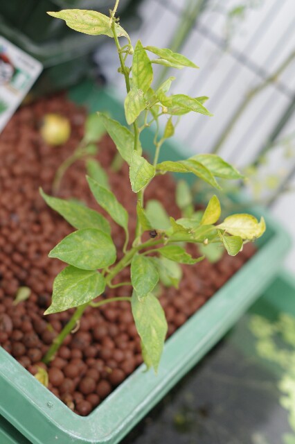 f:id:m-zirou:20200910191626j:image