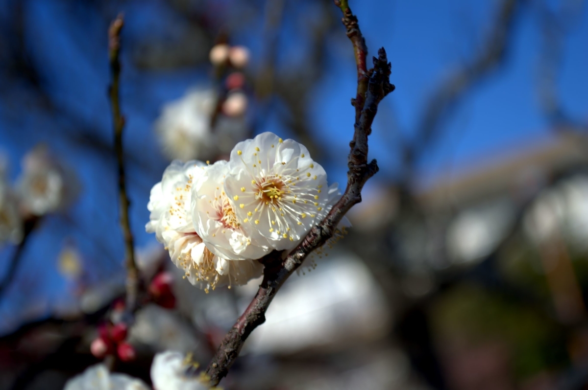 f:id:m00611108:20220221171245j:plain