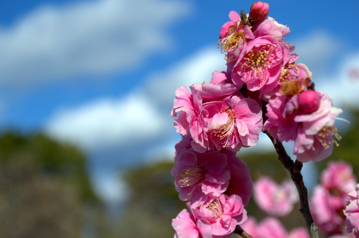 f:id:m00611108:20220221174230j:plain