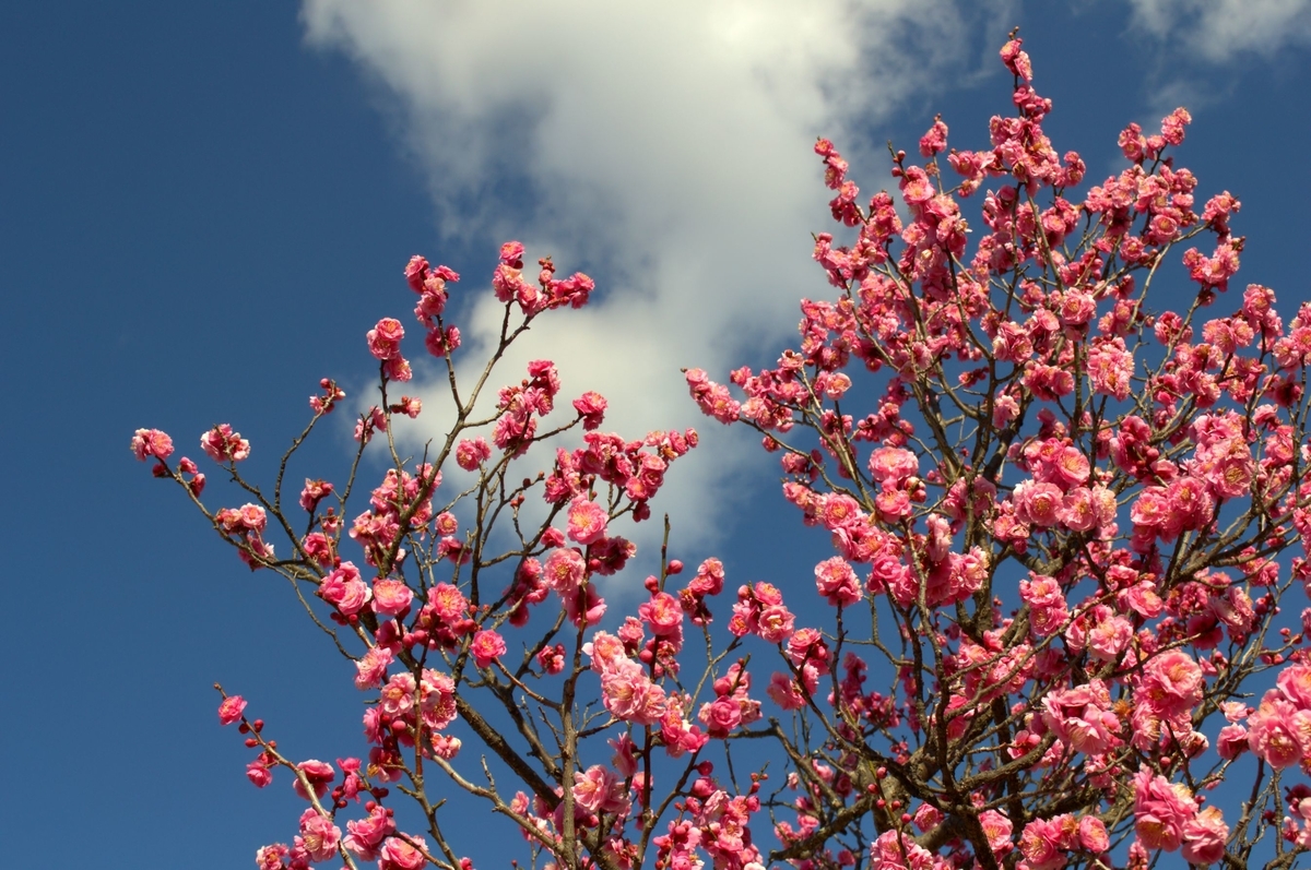 f:id:m00611108:20220221211250j:plain