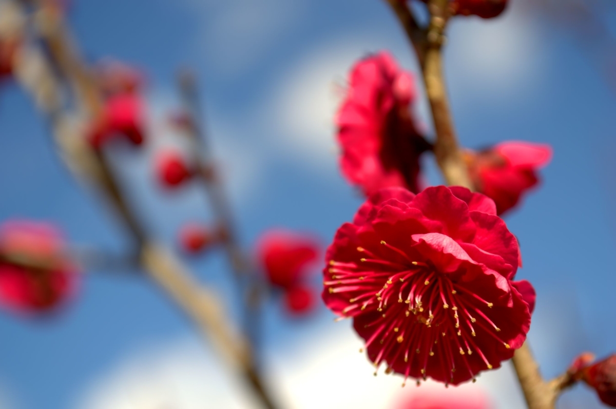 f:id:m00611108:20220221211552j:plain