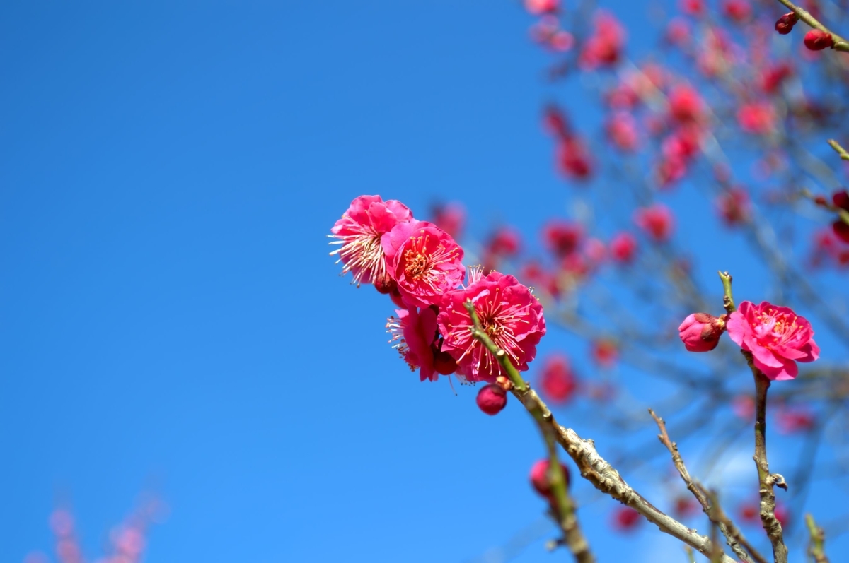 f:id:m00611108:20220221211814j:plain