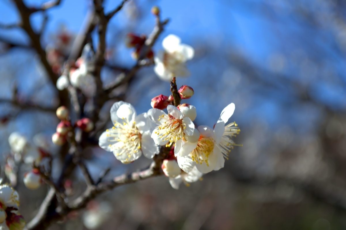 f:id:m00611108:20220221212106j:plain