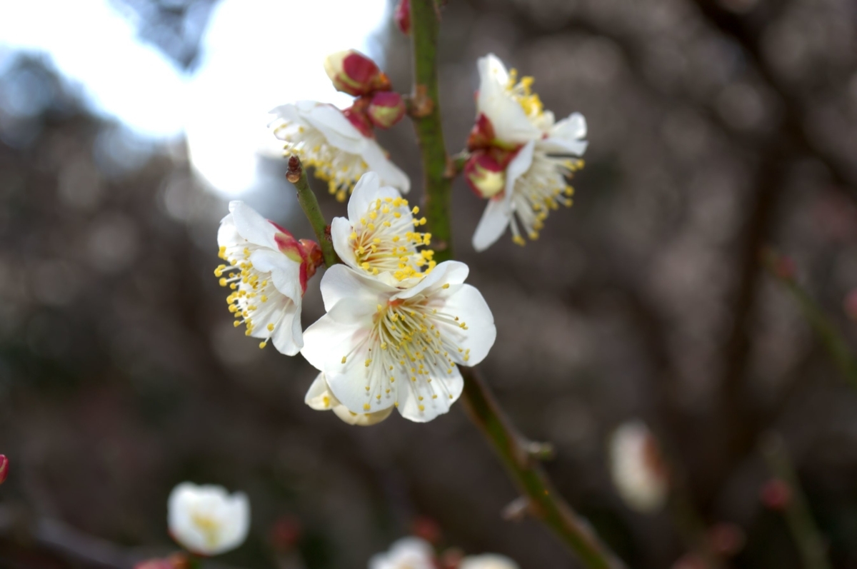 f:id:m00611108:20220221213847j:plain