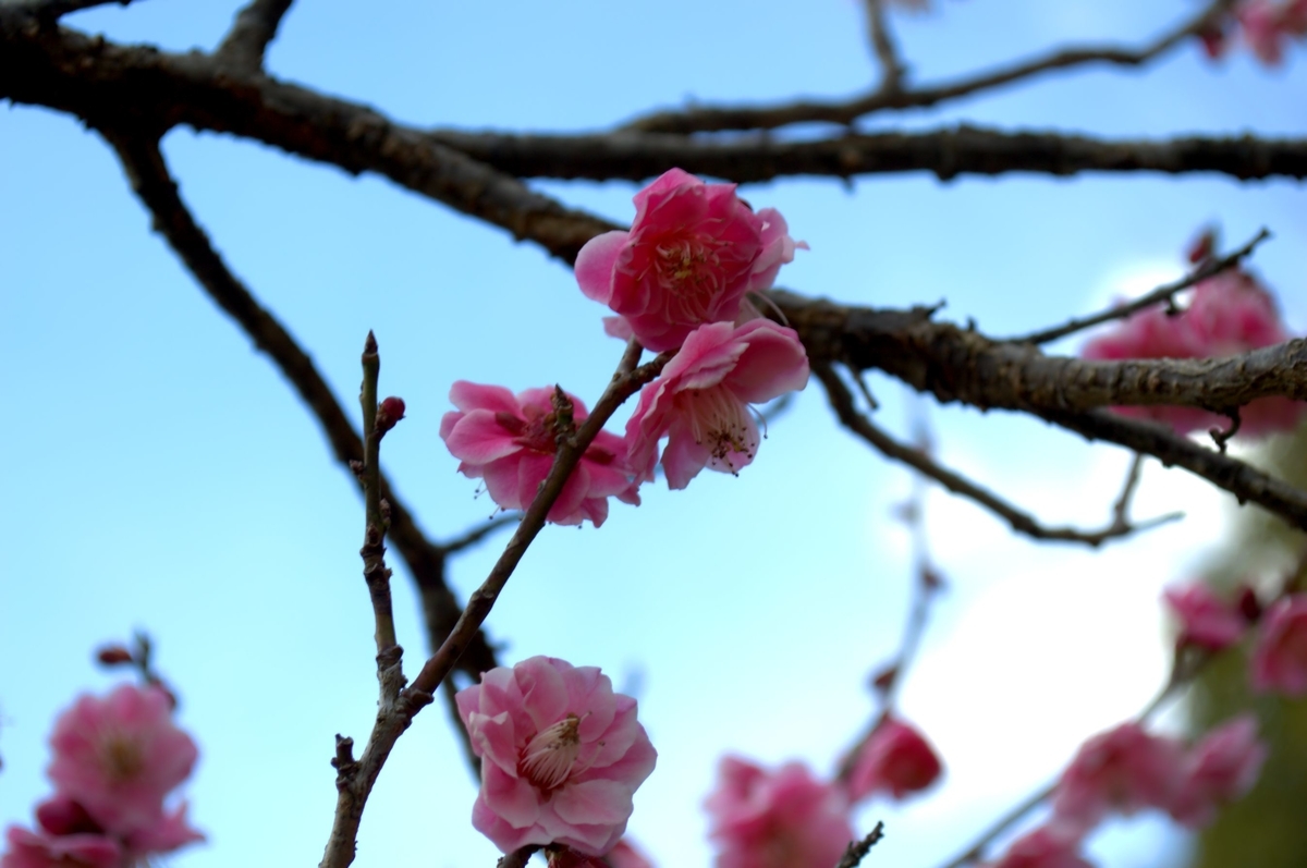 f:id:m00611108:20220221214358j:plain