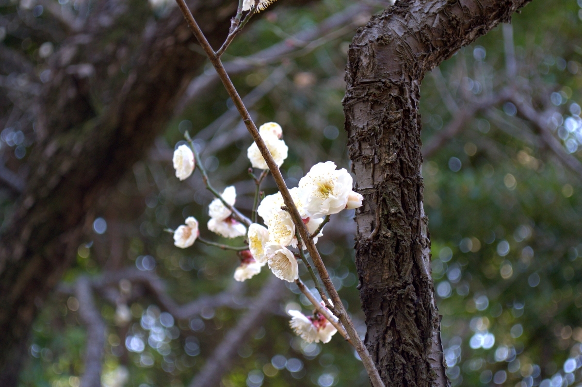 f:id:m00611108:20220221214724j:plain