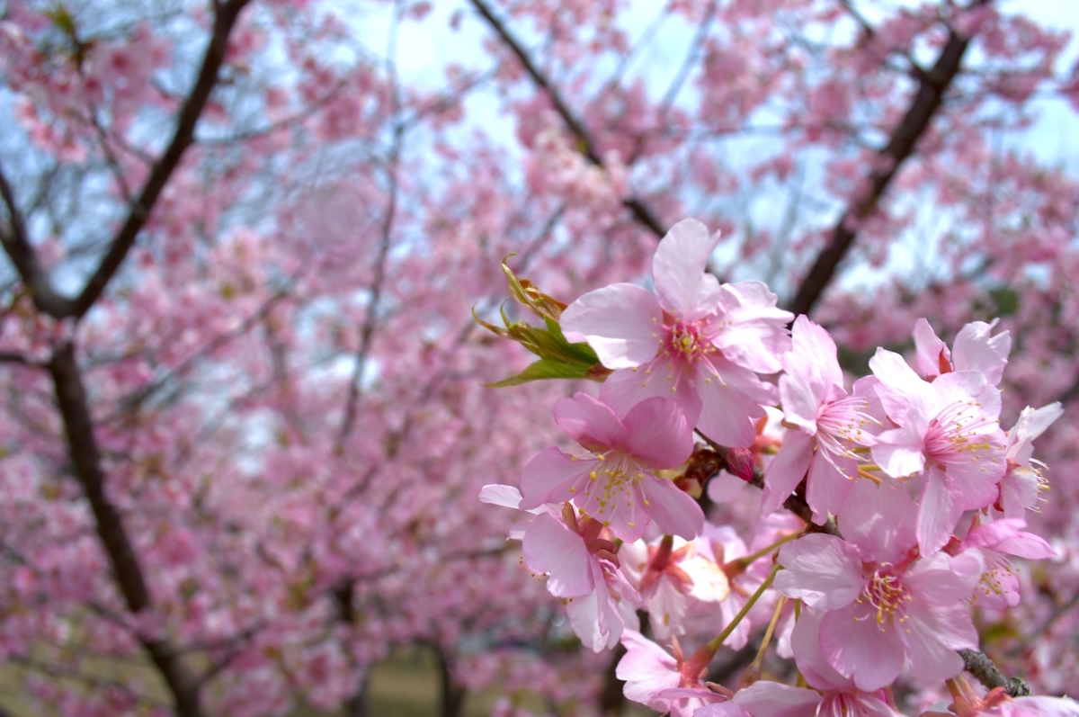 f:id:m00611108:20220319060449j:plain