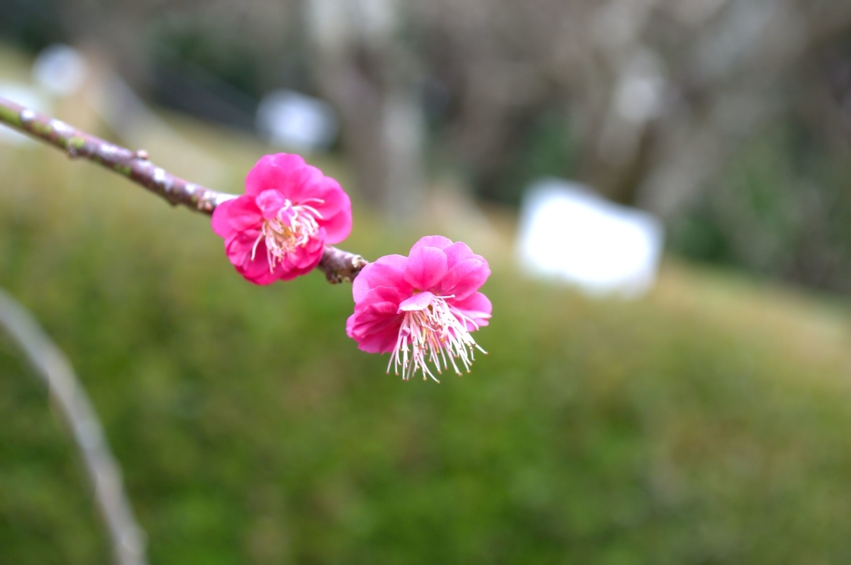 f:id:m00611108:20220319061743j:plain