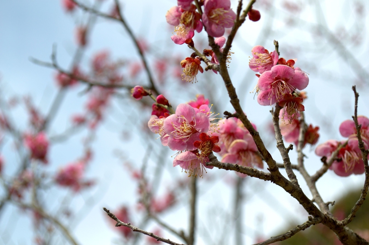 f:id:m00611108:20220319063432j:plain