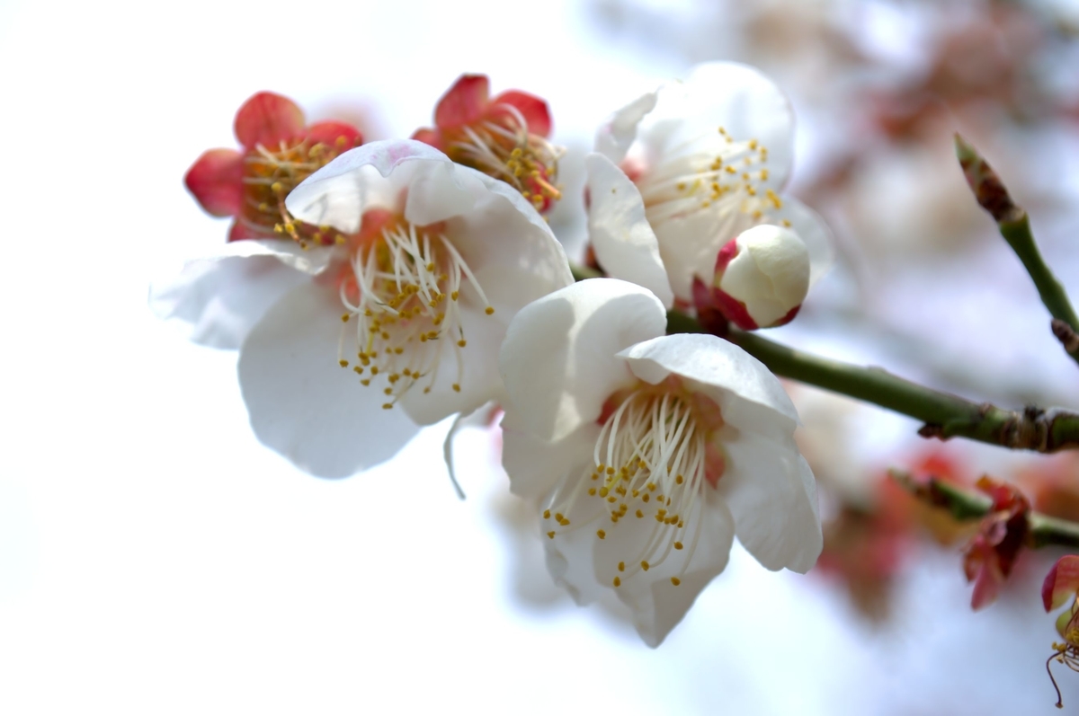 f:id:m00611108:20220319064019j:plain