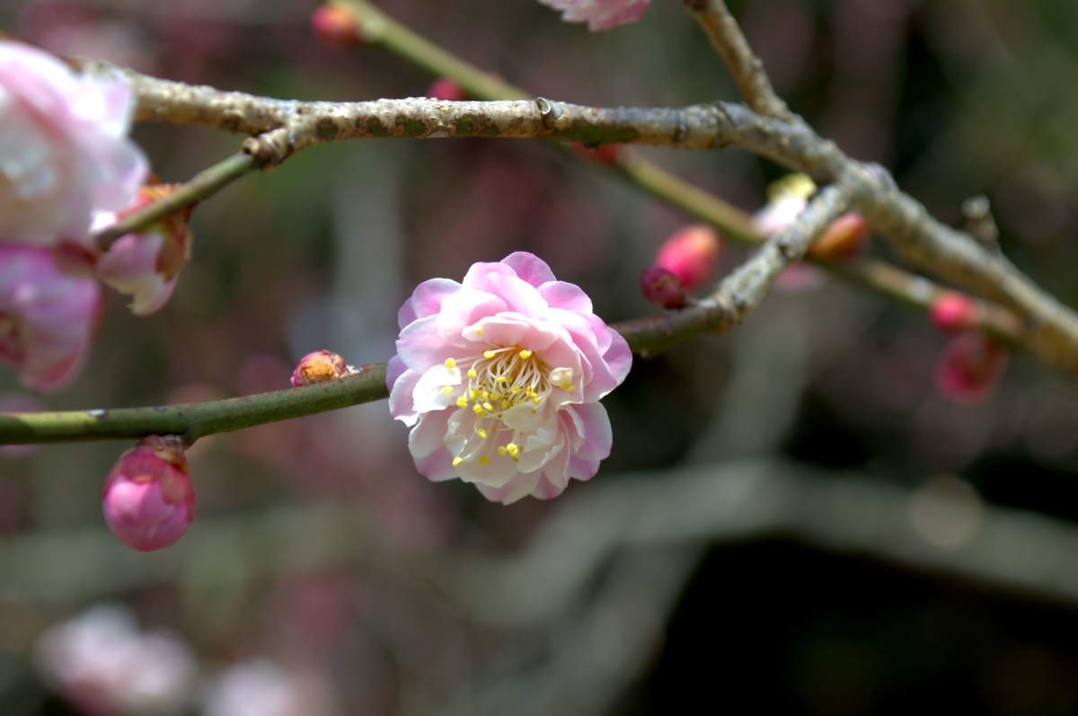 f:id:m00611108:20220319132108j:plain