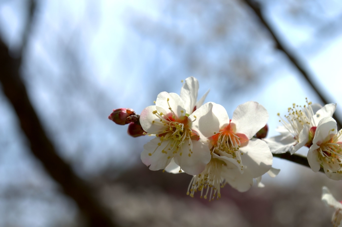 f:id:m00611108:20220319141149j:plain